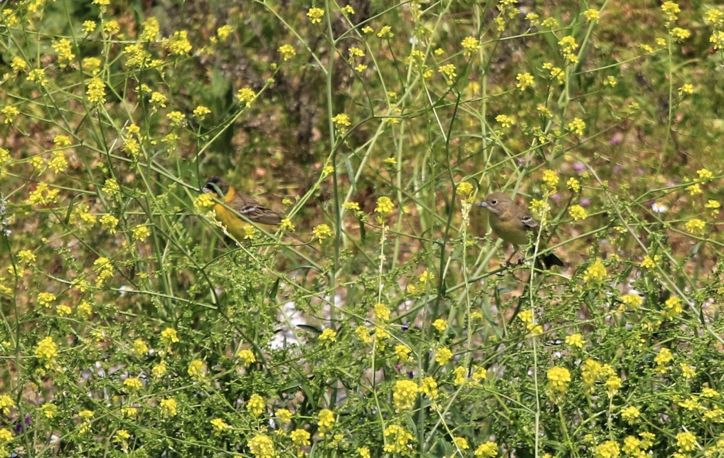 Karabaşlı kirazkuşu