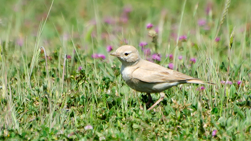 Küçük çöl toygarı