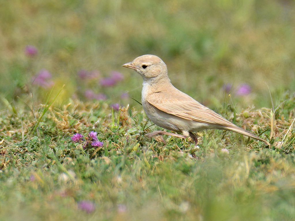Küçük çöl toygarı