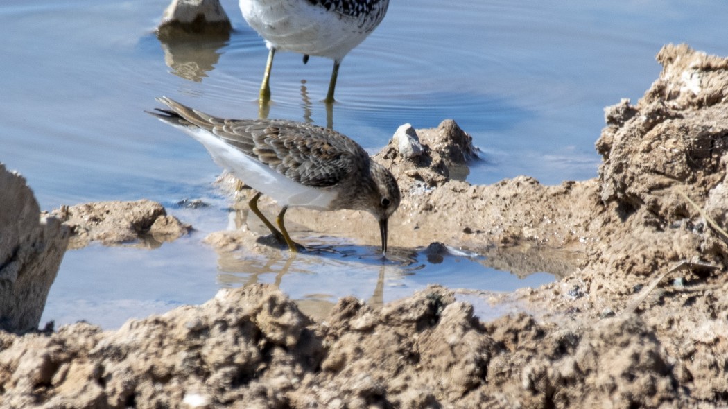 Sarıbacaklı kumkuşu