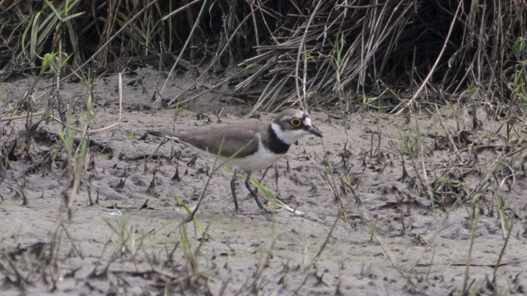 Halkalı küçük cılıbıt