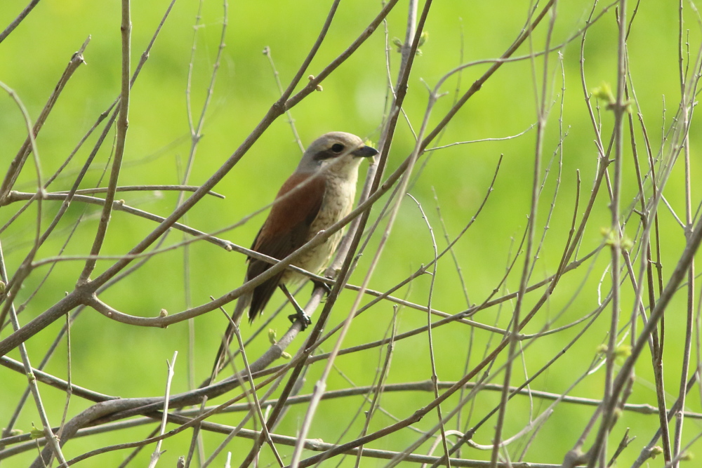 Kızılsırtlı örümcekkuşu
