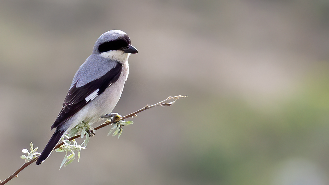 Karaalınlı örümcekkuşu