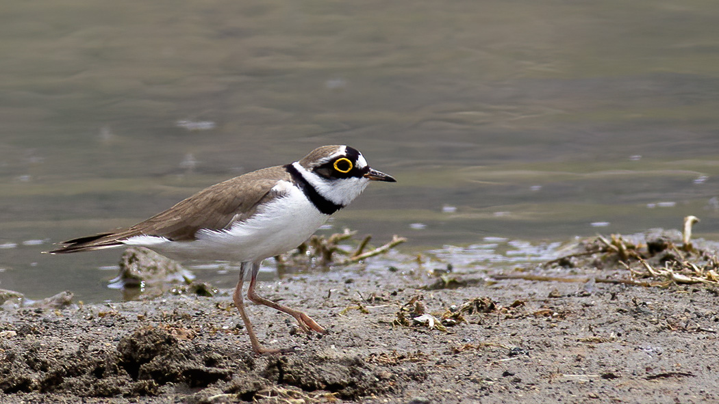 Halkalı küçük cılıbıt