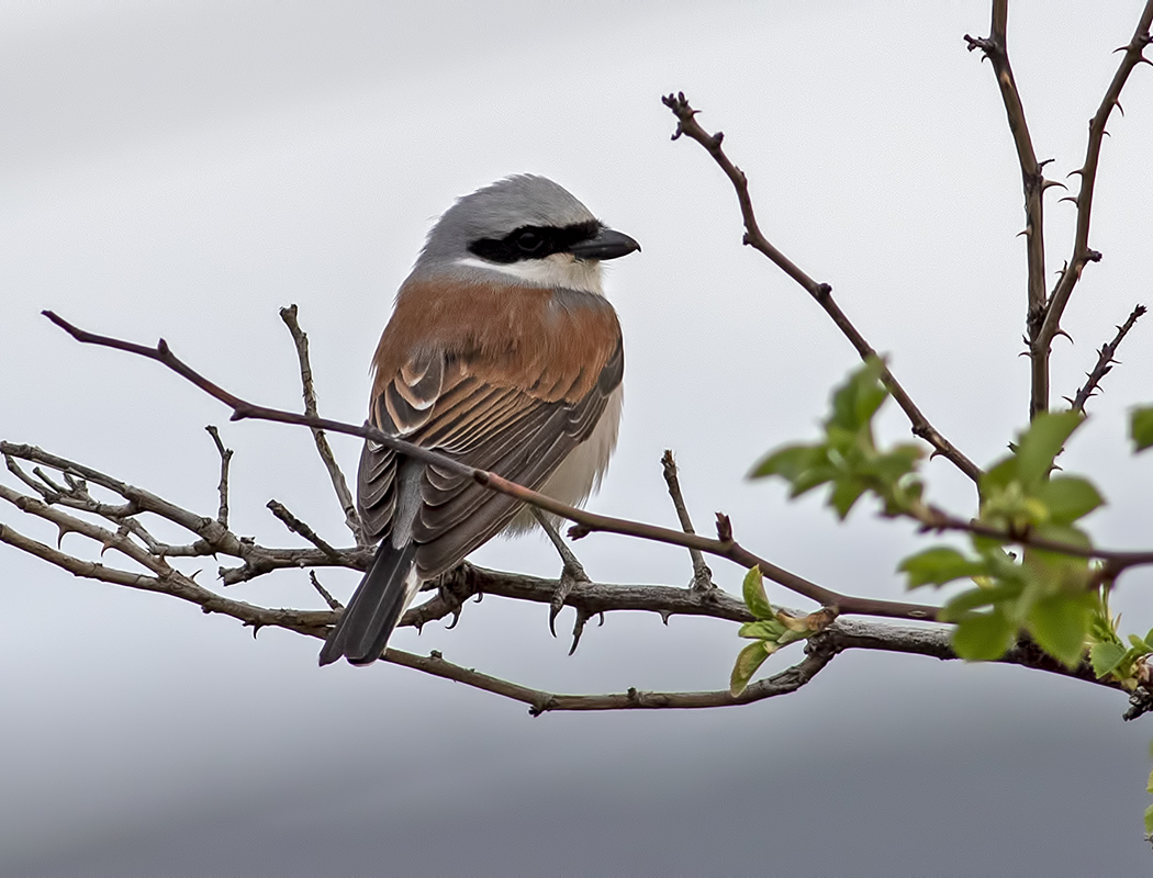 Kızılsırtlı örümcekkuşu
