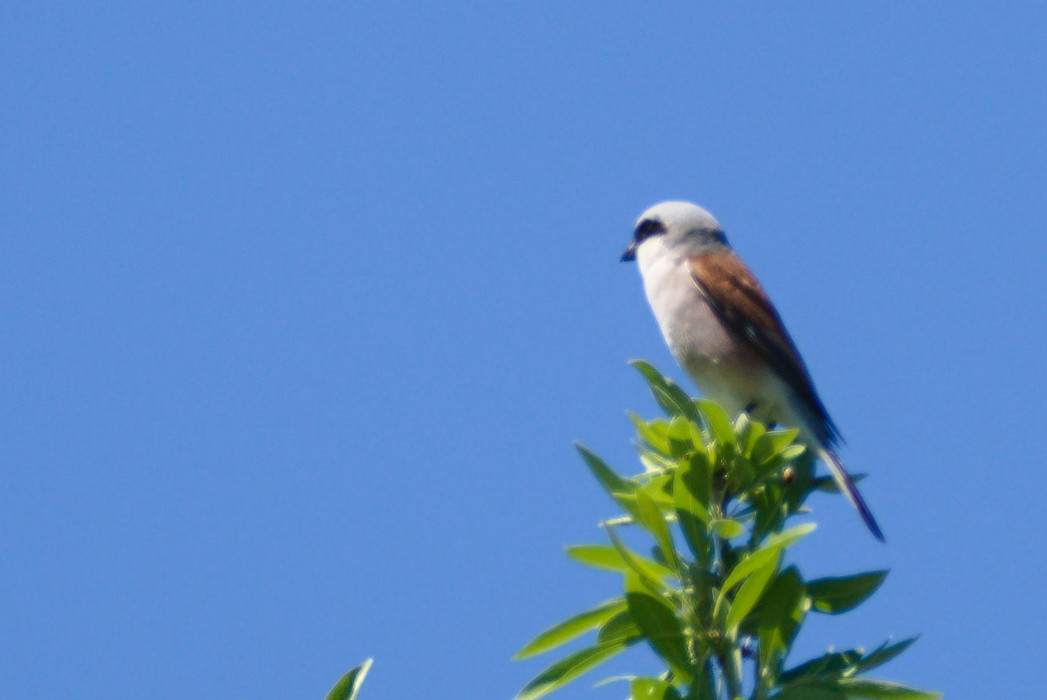 Kızılsırtlı örümcekkuşu