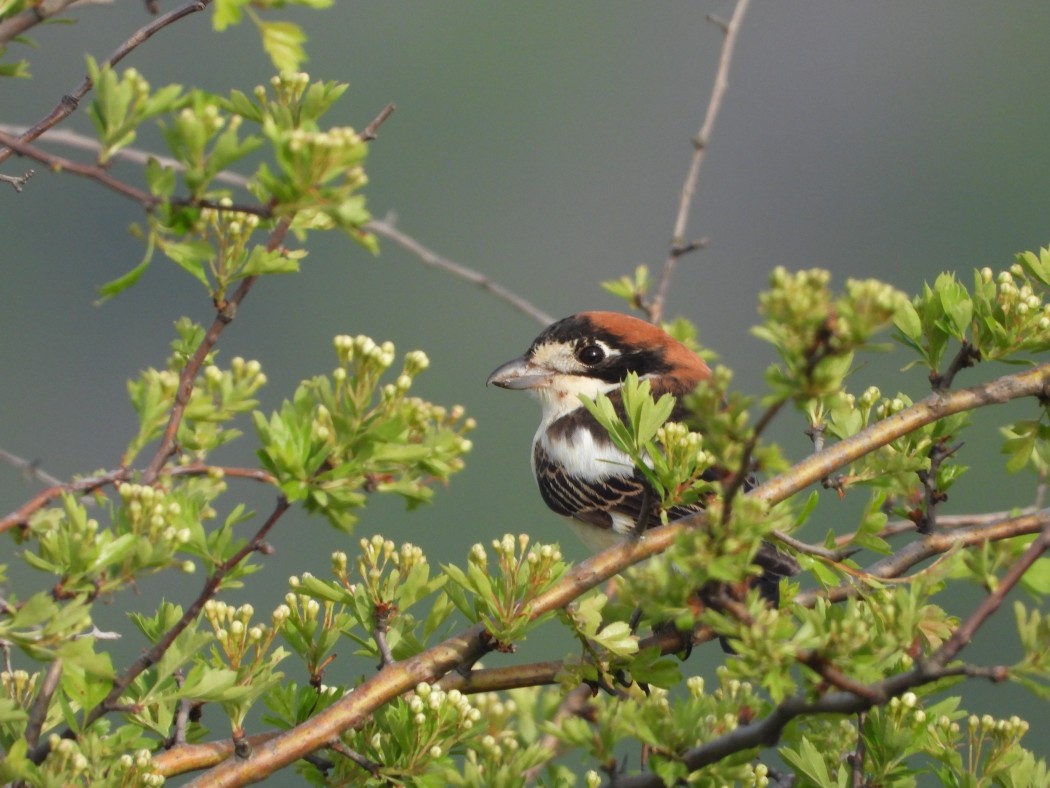 Kızılbaşlı örümcekkuşu