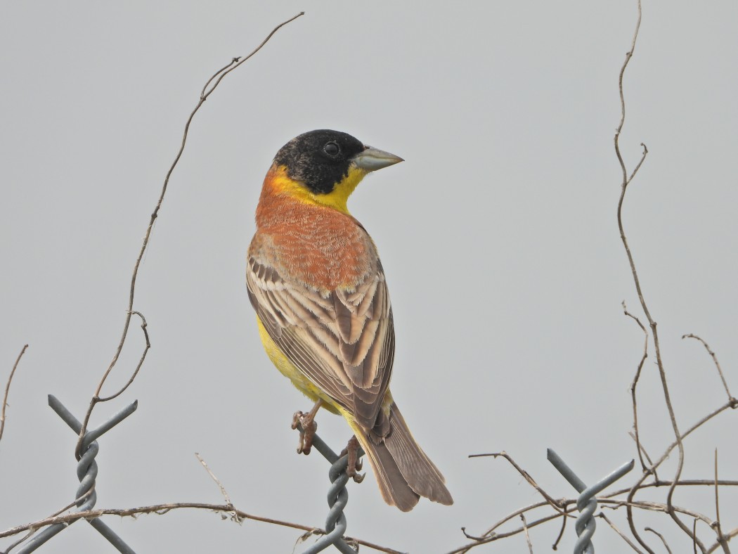 Karabaşlı kirazkuşu