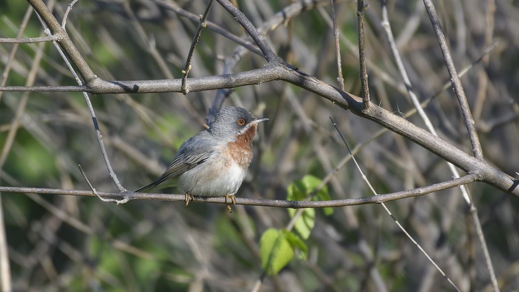 Bıyıklı ötleğen