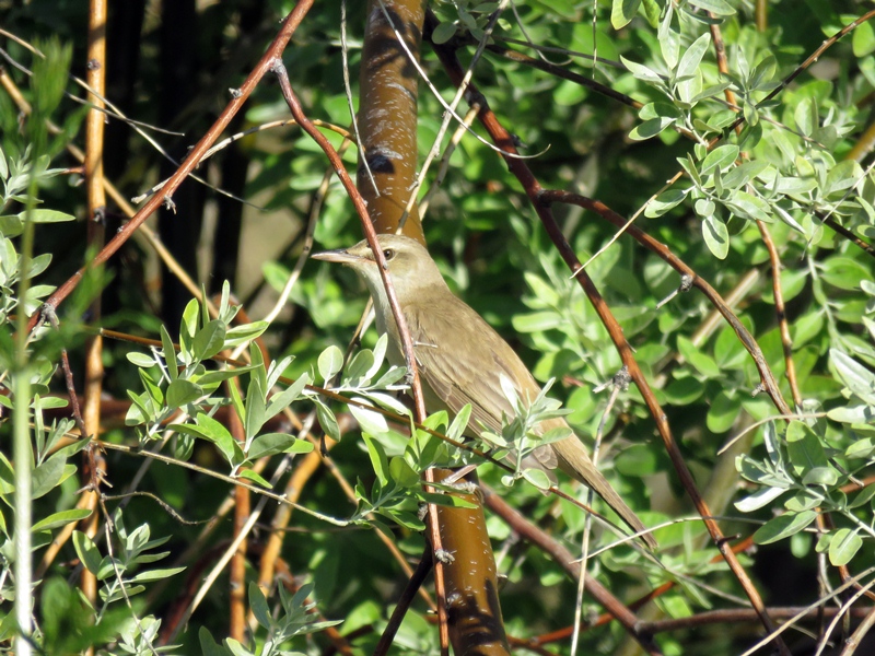Büyük kamışçın