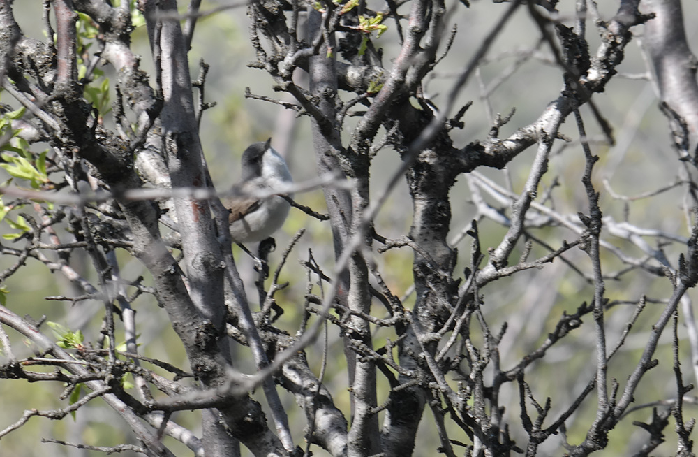 Küçük akgerdanlı ötleğen
