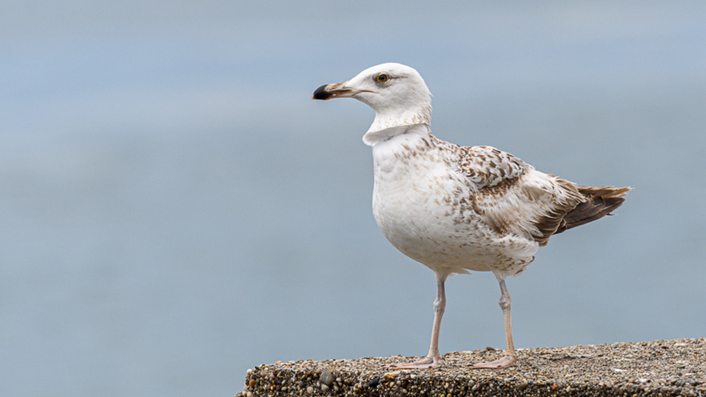 Kuzey gümüş martı