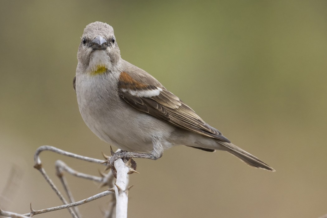 Sarıboğazlı serçe