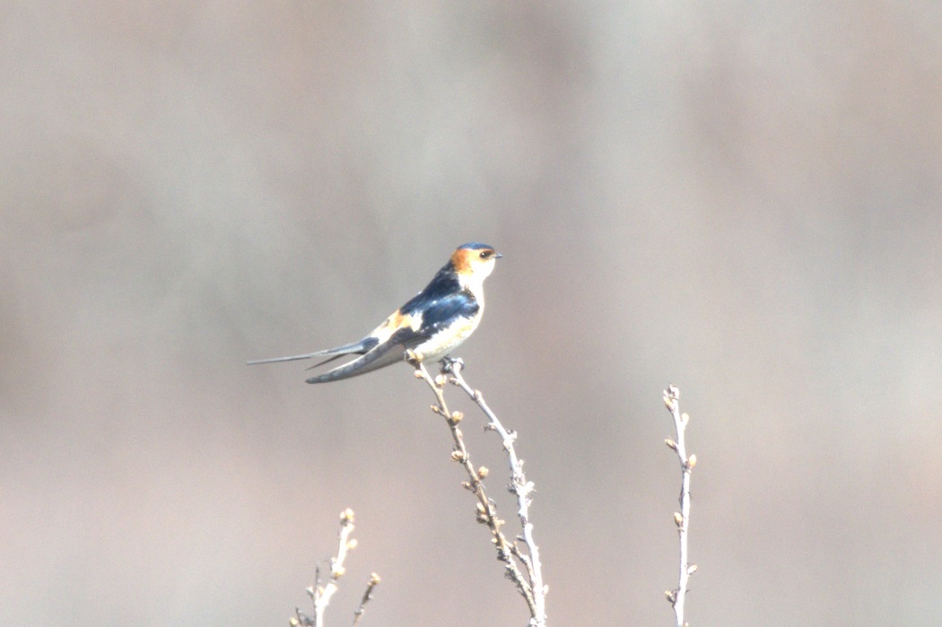 Kızıl kırlangıç