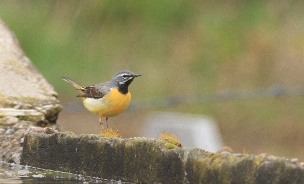 Dağ kuyruksallayanı