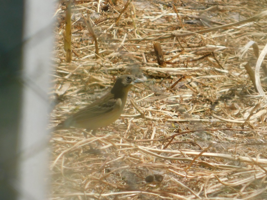 Karabaşlı kirazkuşu