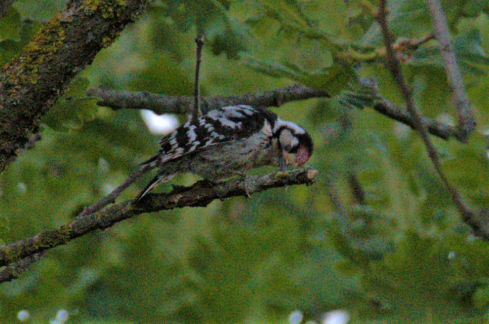 Küçük ağaçkakan