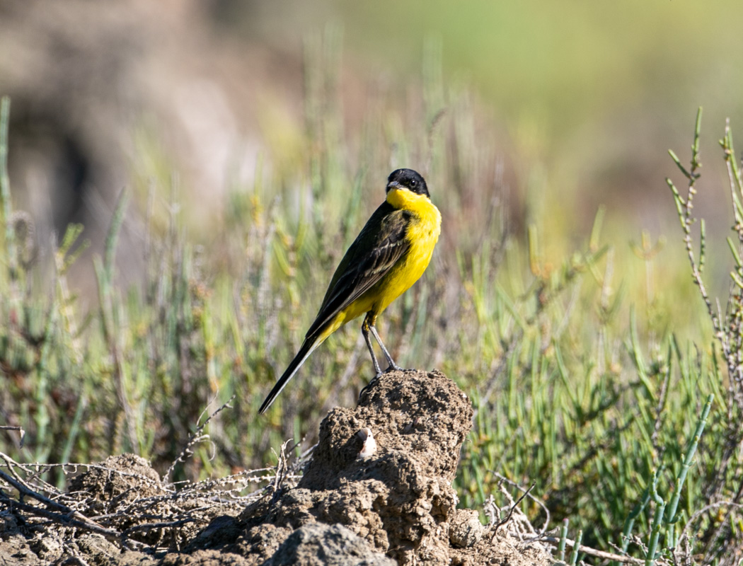 Sarı kuyruksallayan