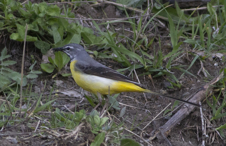 Dağ kuyruksallayanı