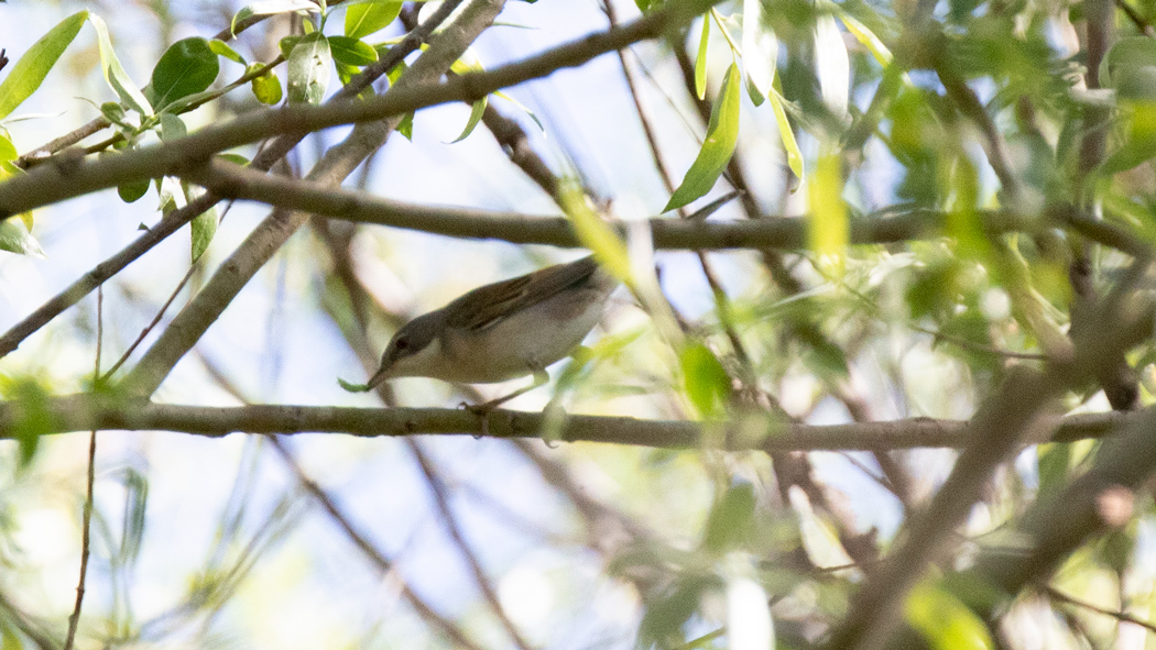 Akgerdanlı ötleğen