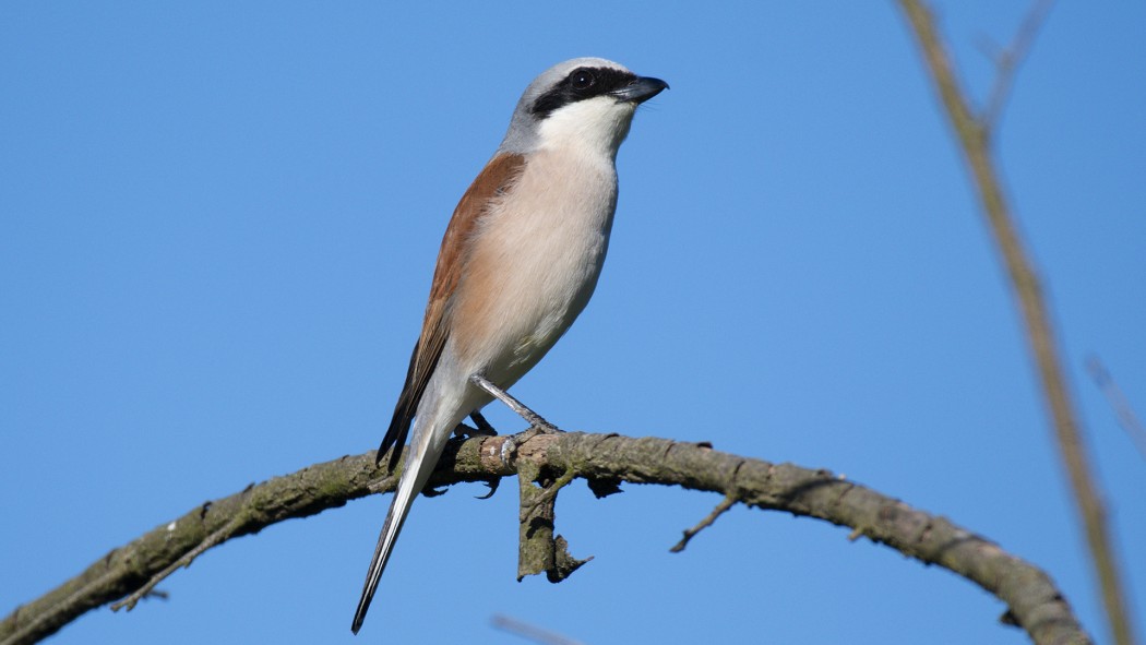 Kızılsırtlı örümcekkuşu