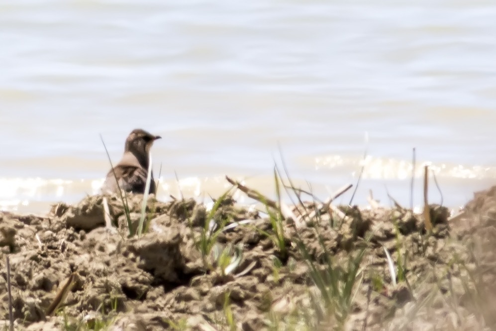 Bataklıkkırlangıcı