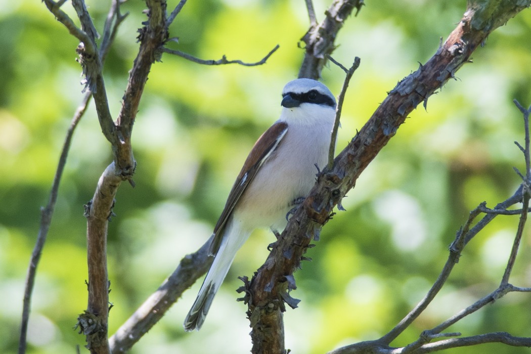 Kızılsırtlı örümcekkuşu