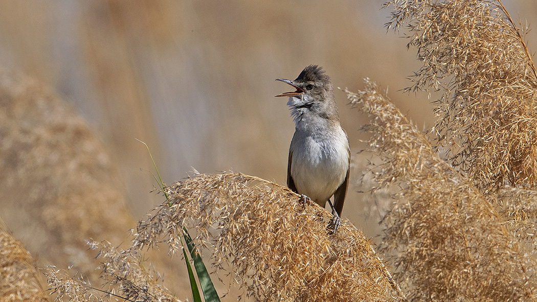 Büyük kamışçın