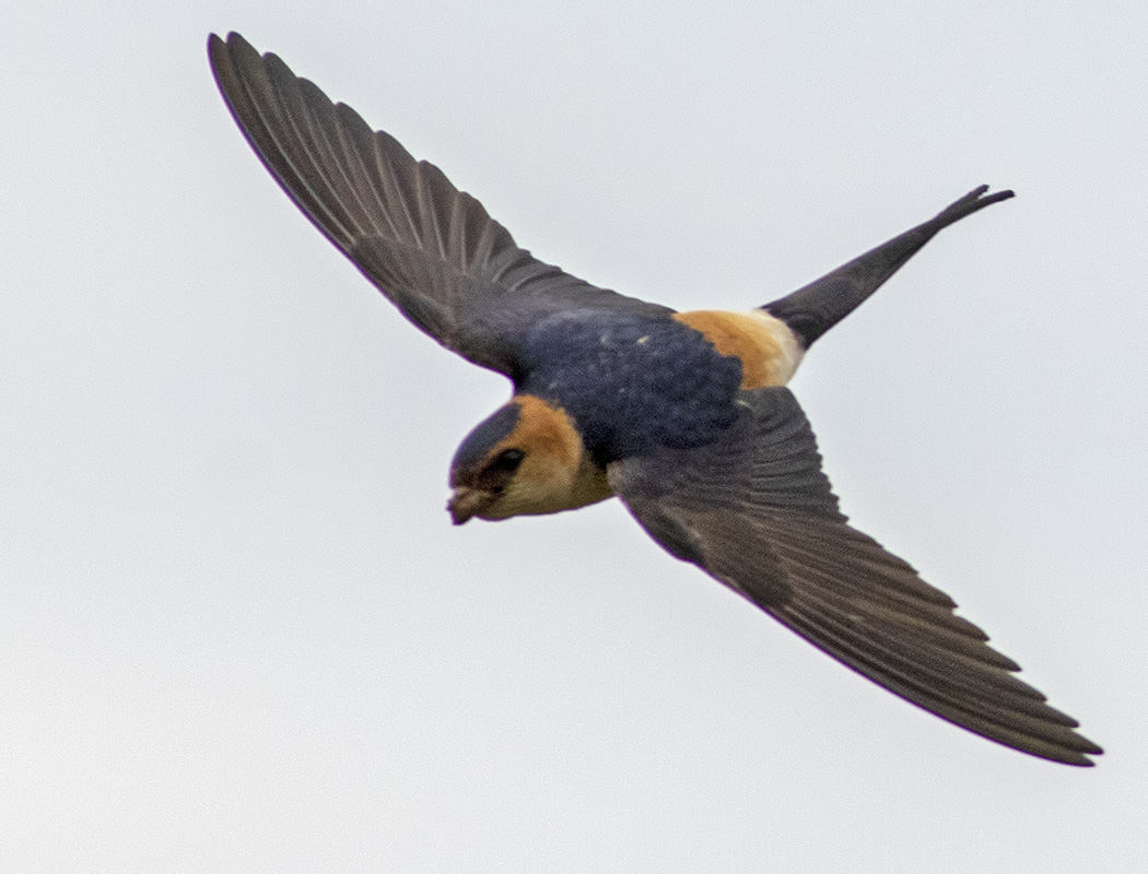 Kızıl kırlangıç