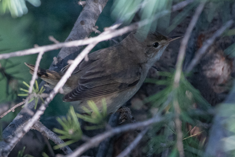 Çalı kamışçını