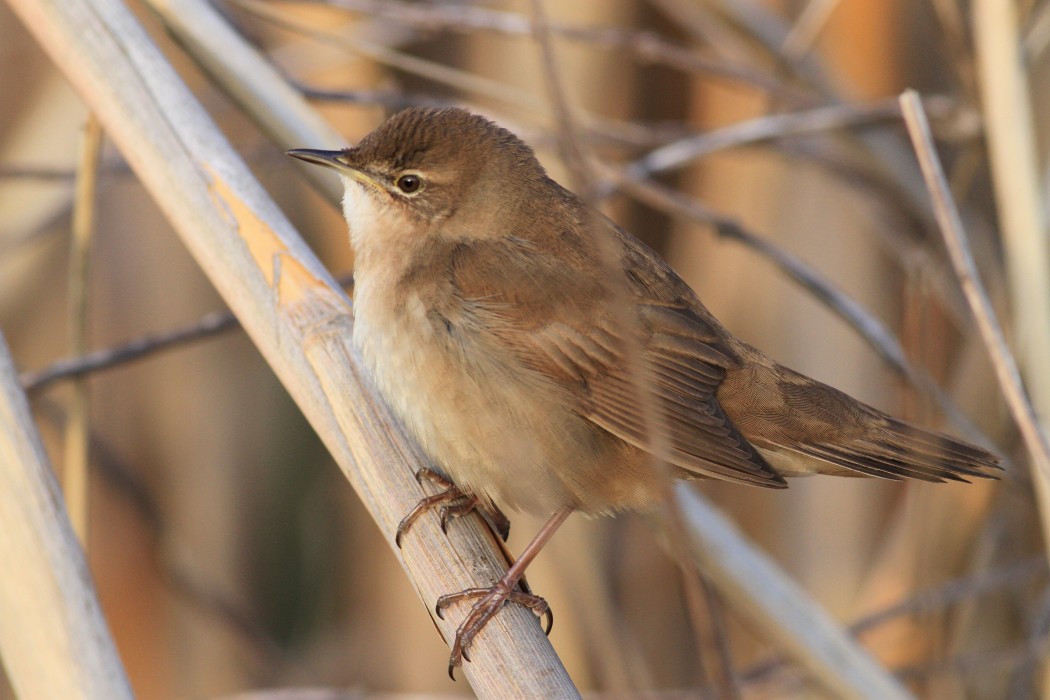 Bataklık kamışçını