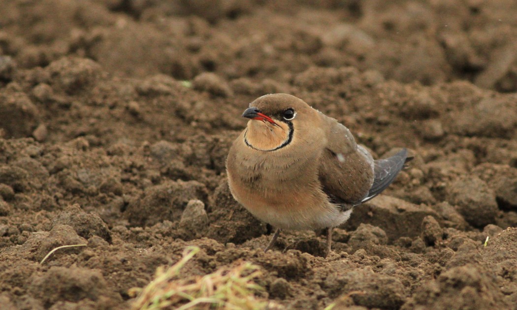 Bataklıkkırlangıcı