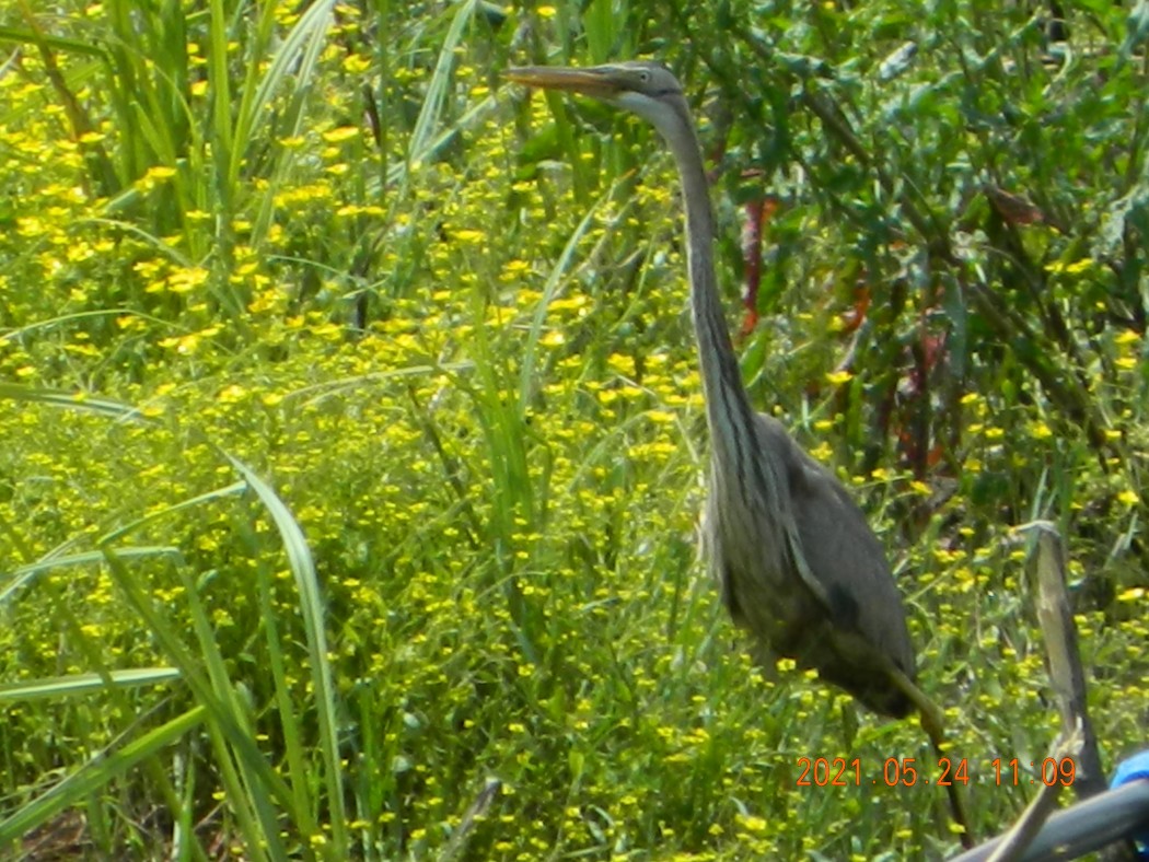 Erguvani balıkçıl