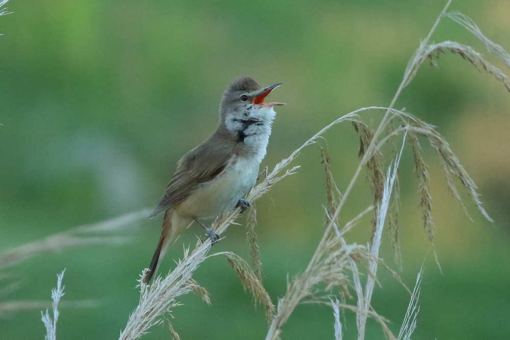 Büyük kamışçın