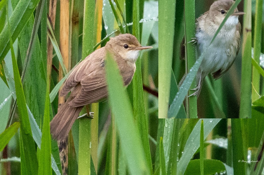 Çalı kamışçını