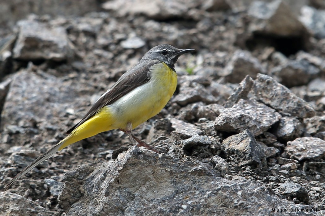 Dağ kuyruksallayanı