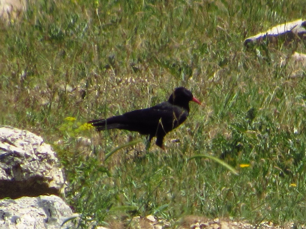 Kırmızıgagalı dağ kargası