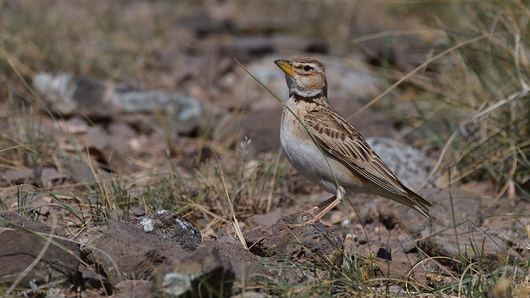 Küçük boğmaklı toygar