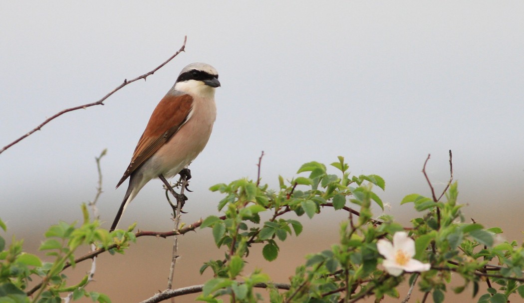 Kızılsırtlı örümcekkuşu