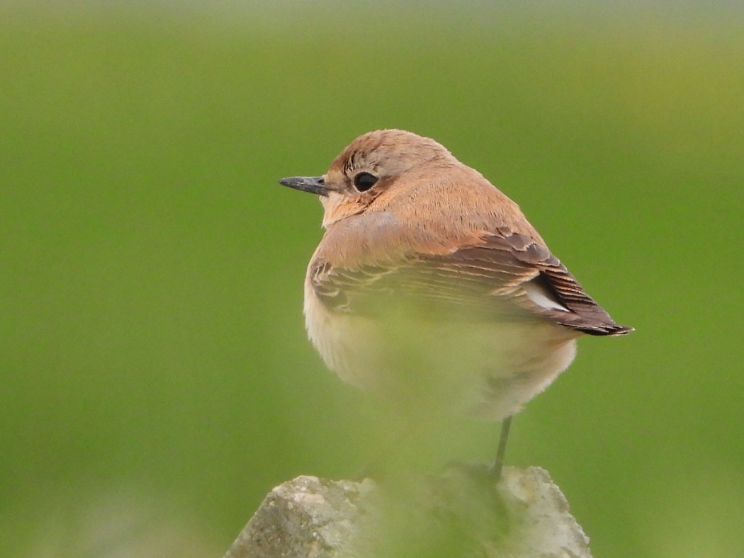 Karakulaklı kuyrukkakan