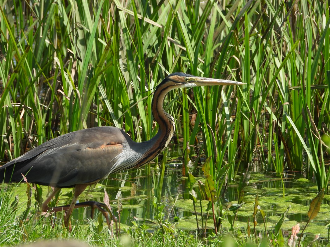 Erguvani balıkçıl
