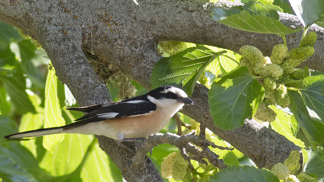Maskeli örümcekkuşu