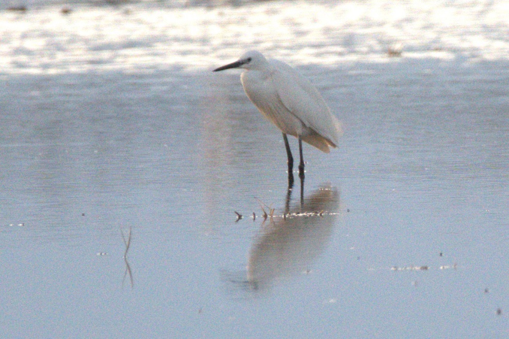 Küçük ak balıkçıl