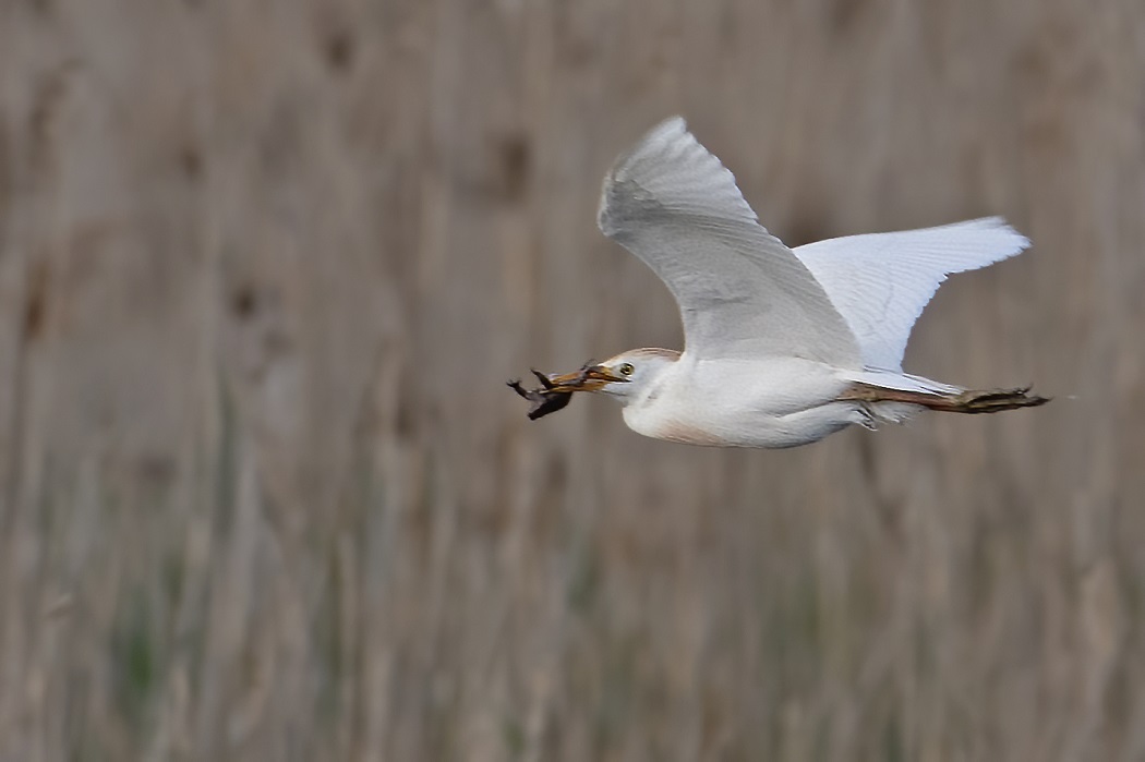 Sığır balıkçılı
