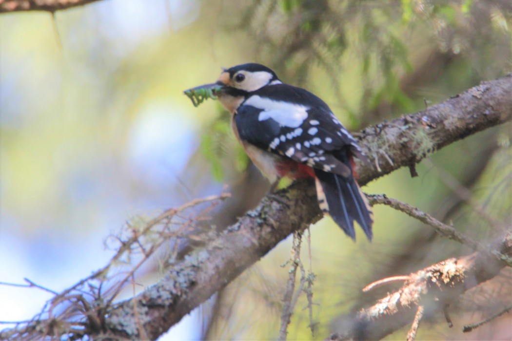 Orman alaca ağaçkakanı