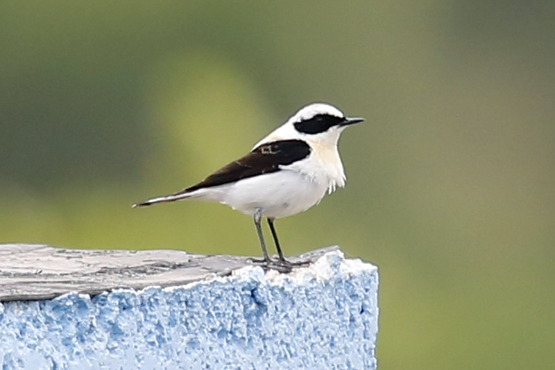 Karakulaklı kuyrukkakan