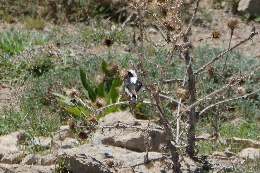 Aksırtlı kuyrukkakan