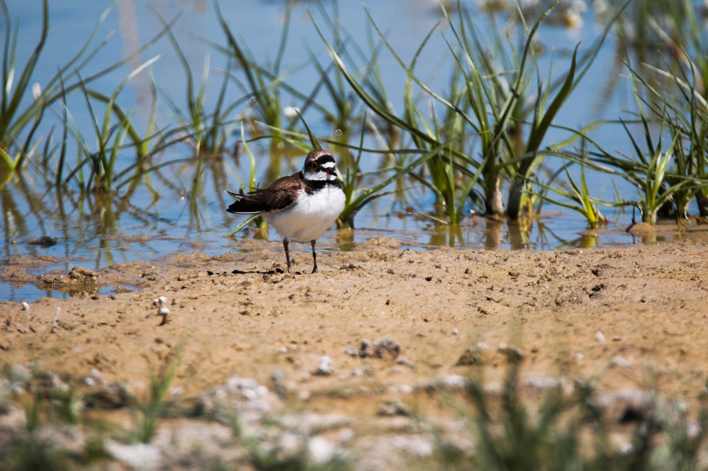 Halkalı küçük cılıbıt