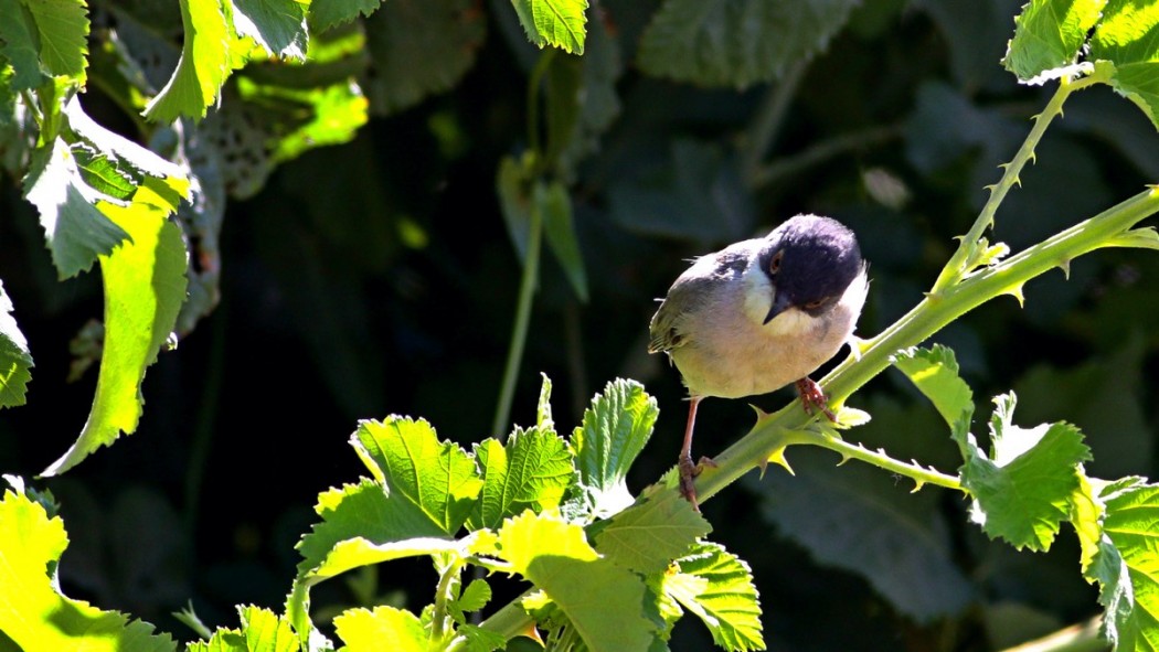 Pembegöğüslü ötleğen