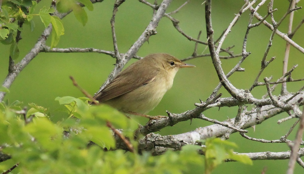 Çalı kamışçını